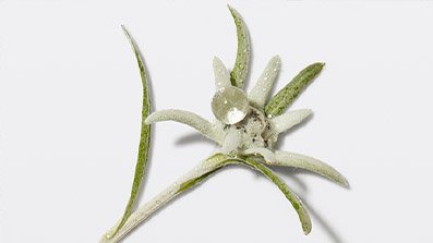 Article AuroraBotanica V2 Potentialiste-05 Kerastase